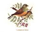 Pajaro C - 120mm 1