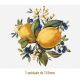 D_Lemon_135mmx1un_A.JPG