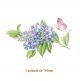 D_BlueBranch-190mm.jpg