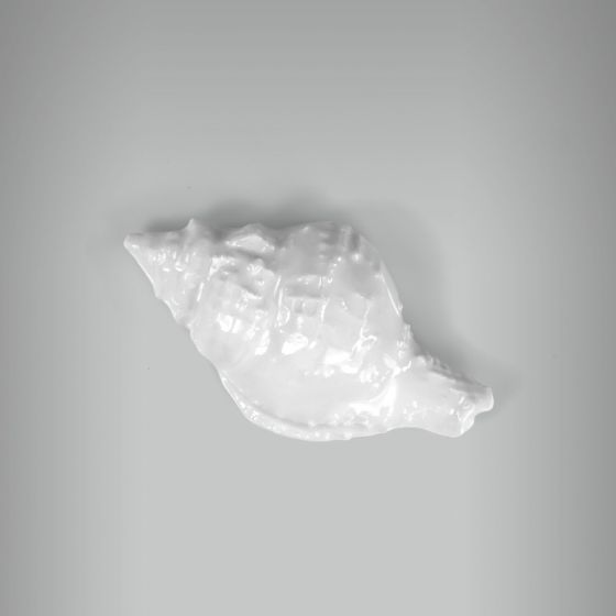 Aplique Concha Tullip 1