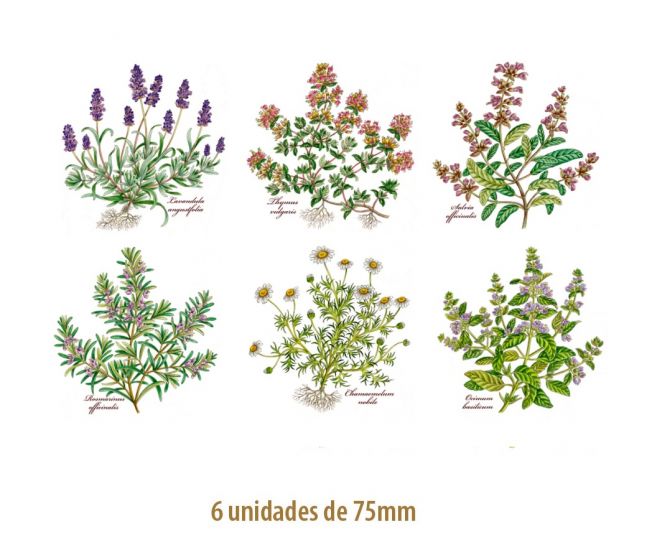 HERBS-75mmx6un.jpg