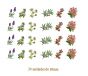 HERBS-30mmx24un.jpg