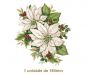 White-Poinsettia-180mm.jpg