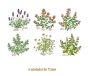 HERBS-75mmx6un.jpg